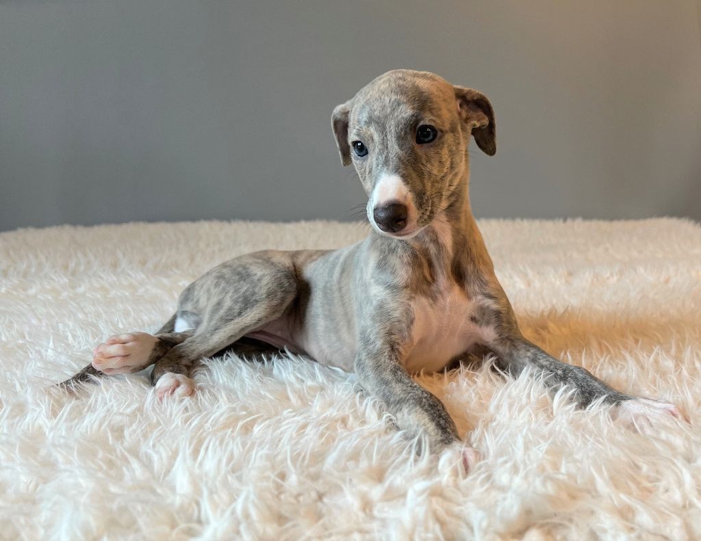 Movingstars - Chiot disponible  - Whippet