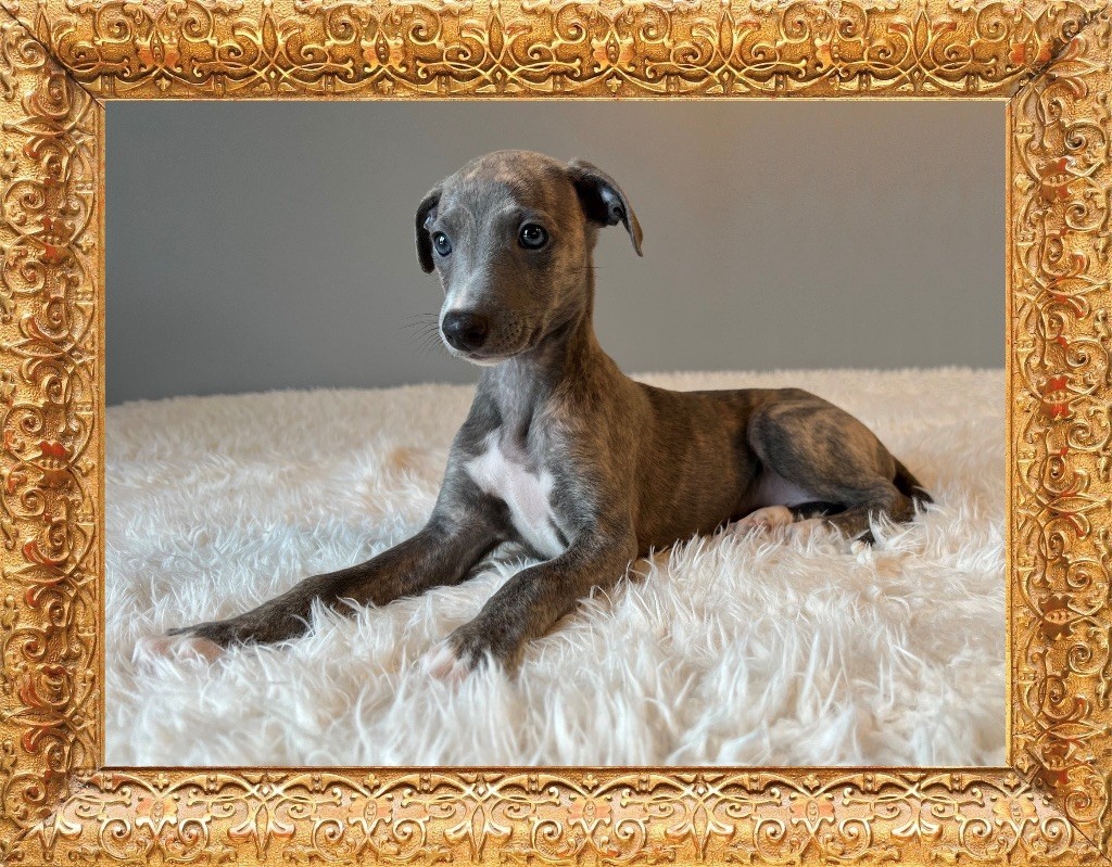 Movingstars - Chiot disponible  - Whippet