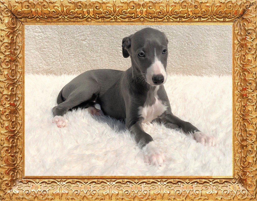 Movingstars - Chiot disponible  - Whippet