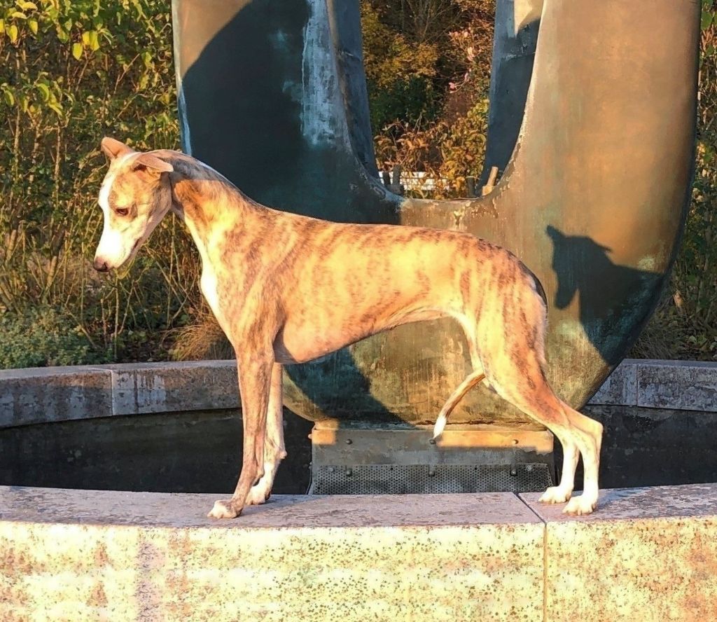 CH. Barnesmore Roquet queen