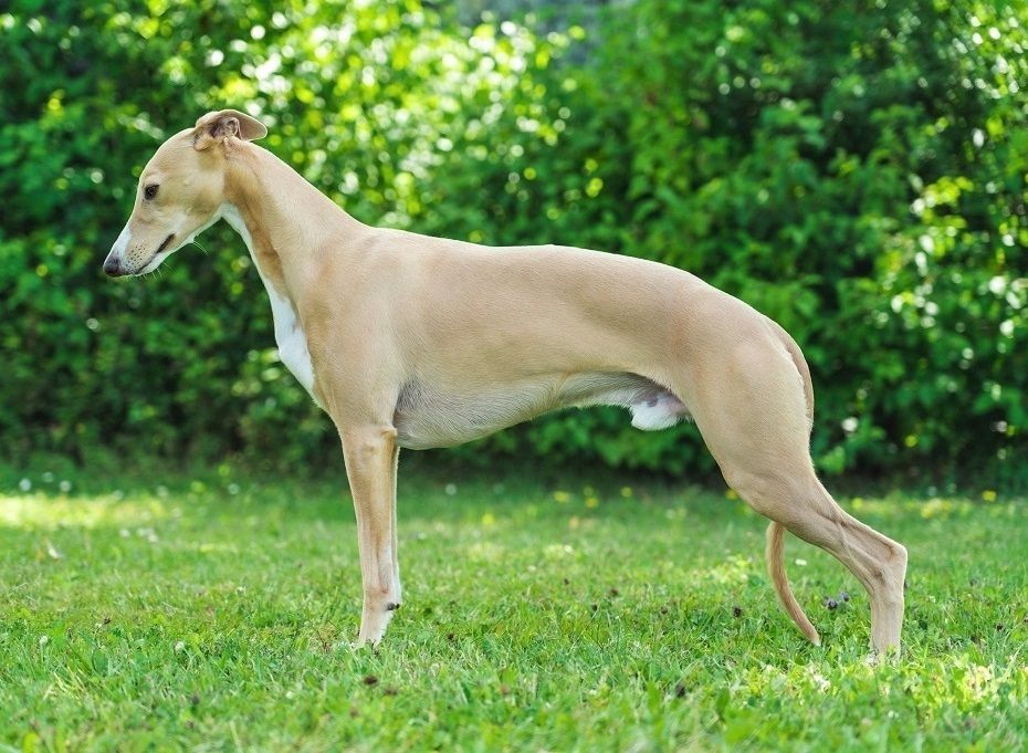 CH. Hermes two of Gentle Mind