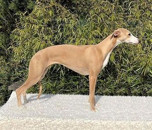 Movingstars Snowbright image of lucky